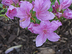 Quakers Azalea (Rhododendron 'Quakers') at Lakeshore Garden Centres
