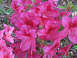 Lake Erie Azalea (Rhododendron 'Lake Erie') at Lakeshore Garden Centres
