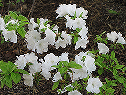 Polar Bear Azalea (Rhododendron 'Polar Bear') at Lakeshore Garden Centres