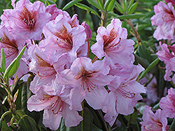 Kabarett Rhododendron (Rhododendron 'Kabarett') at Lakeshore Garden Centres