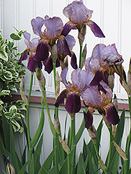 Katy Bug Iris (Iris 'Katy Bug') at Lakeshore Garden Centres