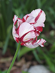 Estella Rijnveld Parrot Tulip (Tulipa 'Estella Rijnveld') at Lakeshore Garden Centres
