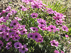 Ashy Cranesbill (Geranium cinereum) at Lakeshore Garden Centres