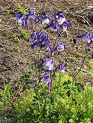 Olympia Columbine (Aquilegia 'Olympia') at Lakeshore Garden Centres