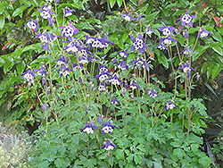 Blue Butterflies Columbine (Aquilegia 'Blue Butterflies') at Lakeshore Garden Centres