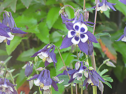 Blue Butterflies Columbine (Aquilegia 'Blue Butterflies') at Lakeshore Garden Centres