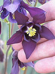Dark Columbine (Aquilegia atrovinosa) at Lakeshore Garden Centres