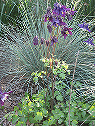 Dark Columbine (Aquilegia atrovinosa) at Lakeshore Garden Centres