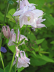 Double Pink Columbine (Aquilegia vulgaris 'Double Pink') at Lakeshore Garden Centres