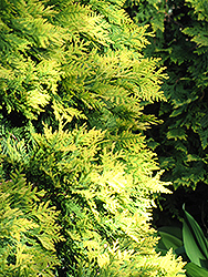 Sudwell's Arborvitae (Thuja occidentalis 'Sudwelli') at Lakeshore Garden Centres