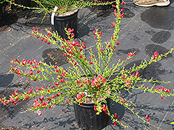 Boskoop Ruby Broom (Cytisus x praecox 'Boskoop Ruby') at Lakeshore Garden Centres