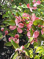 Cherokee Sunset Flowering Dogwood (Cornus florida 'Cherokee Sunset') at Lakeshore Garden Centres
