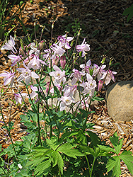 Pumila Columbine (Aquilegia flabellata 'Pumila') at Lakeshore Garden Centres