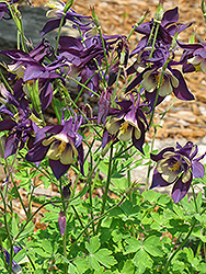 Spring Magic Blue Columbine (Aquilegia flabellata 'Spring Magic Blue') at Lakeshore Garden Centres