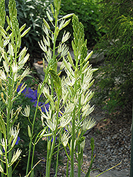 Semiplena Camassia (Camassia leichtlinii 'Semiplena') at Lakeshore Garden Centres
