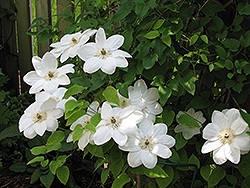 Hakuba Clematis (Clematis 'Hakuba') at Lakeshore Garden Centres