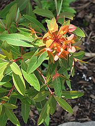 Griffith's Spurge (Euphorbia griffithii) at Lakeshore Garden Centres