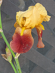 Cheshire Cat Iris (Iris 'Cheshire Cat') at Lakeshore Garden Centres
