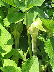 Green Japanese Jack-In-The-Pulpit (Arisaema triphyllum 'ssp. triphyllum') at Lakeshore Garden Centres