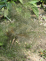 Purple Fennel (Foeniculum vulgare 'Purpurascens') at Lakeshore Garden Centres
