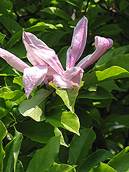 Pickard's Ruby Saucer Magnolia (Magnolia x soulangeana 'Pickard's Ruby') at Lakeshore Garden Centres