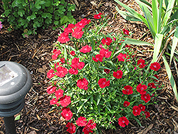 Telstar Crimson Pinks (Dianthus 'Telstar Crimson') at Lakeshore Garden Centres