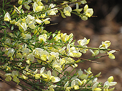 Allgold Broom (Cytisus x praecox 'Allgold') at Lakeshore Garden Centres