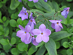 Sherwood Blue Woodland Phlox (Phlox stolonifera 'Sherwood Blue') at Lakeshore Garden Centres