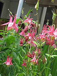 Spring Magic Rose Columbine (Aquilegia 'Spring Magic Rose') at Lakeshore Garden Centres