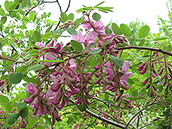 Bristly Locust (Robinia hispida) at Lakeshore Garden Centres