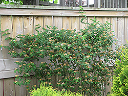 Belgica Honeysuckle (Lonicera periclymenum 'Belgica') at Lakeshore Garden Centres