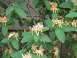 Belgica Honeysuckle (Lonicera periclymenum 'Belgica') at Lakeshore Garden Centres