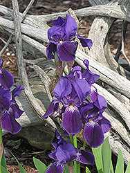 Virginia Lyle Iris (Iris 'Virginia Lyle') at Lakeshore Garden Centres