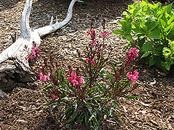Passionate Pink Gaura (Gaura lindheimeri 'Passionate Pink') at Lakeshore Garden Centres