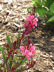 Passionate Pink Gaura (Gaura lindheimeri 'Passionate Pink') at Lakeshore Garden Centres