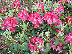 Consolini's Windmill Rhododendron (Rhododendron 'Consolini's Windmill') at Lakeshore Garden Centres