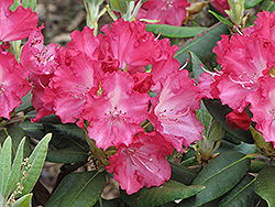 Consolini's Windmill Rhododendron (Rhododendron 'Consolini's Windmill') at Lakeshore Garden Centres