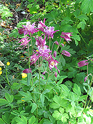 Red Star Columbine (Aquilegia 'Red Star') at Lakeshore Garden Centres