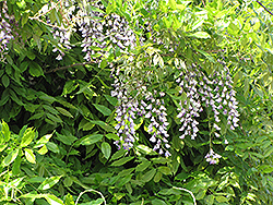 Lipstick Wisteria (Wisteria sinensis 'Lipstick') at Lakeshore Garden Centres