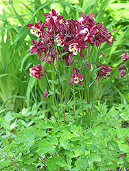 Danish Dwarf Columbine (Aquilegia 'Danish Dwarf') at Lakeshore Garden Centres