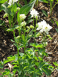 White Pleated Double Columbine (Aquilegia 'White Pleated Double') at Lakeshore Garden Centres