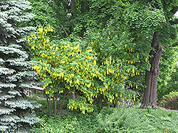 Weeping Laburnum (Laburnum x watereri 'Pendulum') at Lakeshore Garden Centres