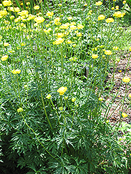 Common Globeflower (Trollius europaeus) at Golden Acre Home & Garden