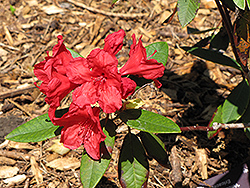 Vulcan's Flame Rhododendron (Rhododendron 'Vulcan's Flame') at Lakeshore Garden Centres