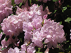 Powder Puff Rhododendron (Rhododendron 'Powder Puff') at Lakeshore Garden Centres