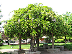 Peaches And Cream Wisteria (Wisteria sinensis 'Peaches And Cream') at Lakeshore Garden Centres