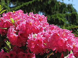 Direcktor E. Hjelm Rhododendron (Rhododendron 'Direcktor E. Hjelm') at Lakeshore Garden Centres