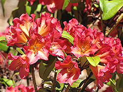 Sonata Rhododendron (Rhododendron 'Sonata') at Lakeshore Garden Centres