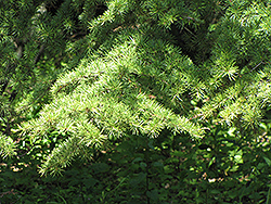 Cedar of Lebanon (Cedrus libani) at Lakeshore Garden Centres