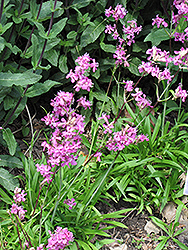 German Catchfly (Lychnis viscaria) at Lakeshore Garden Centres